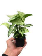 White Butterfly Syngonium — Arrowhead Plant live plant
