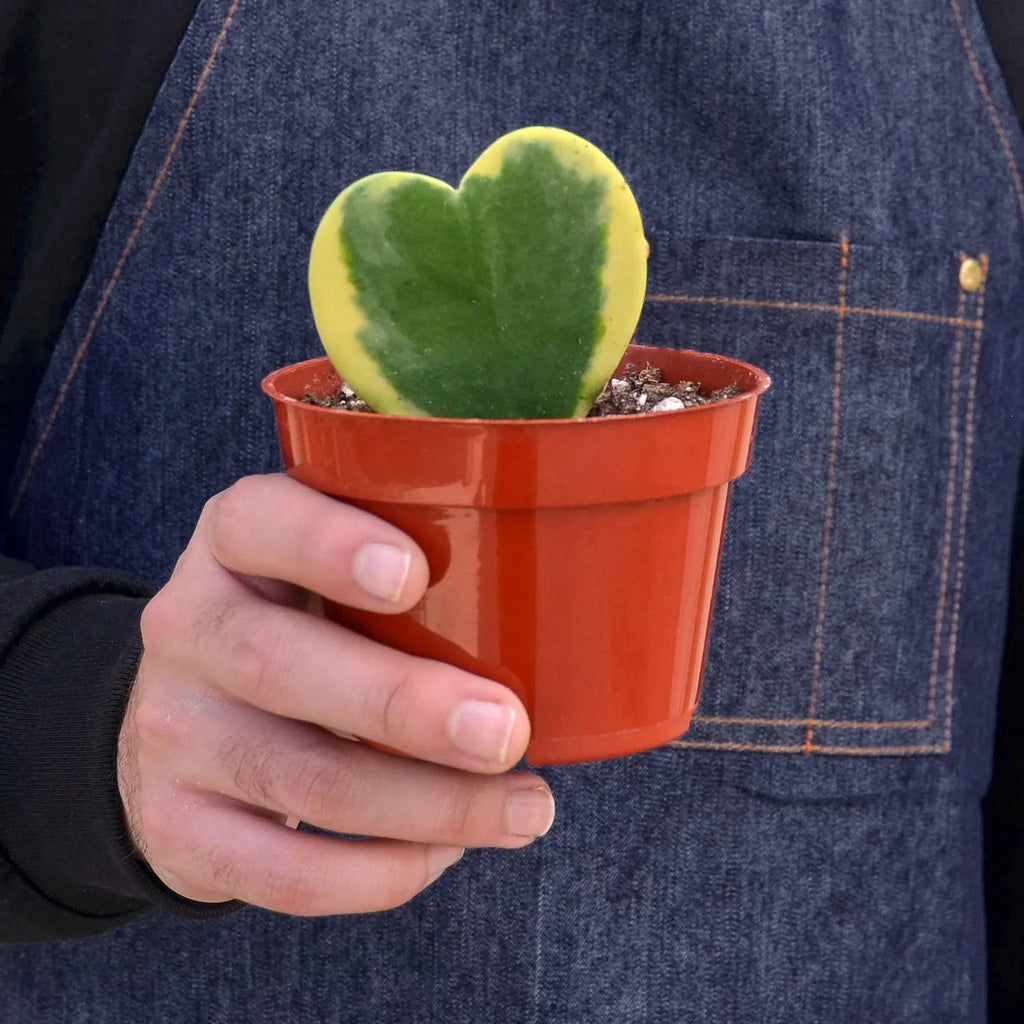 Variegated Sweetheart Hoya — Heart-Leaf Plant live plant