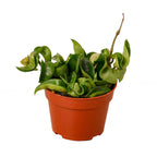 Hindu Rope Hoya — Curled Wax Plant live plant
