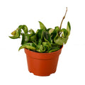 Hoya Rope Plant — 4-Inch Pot