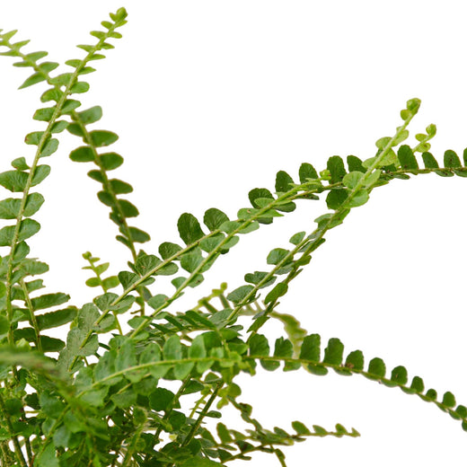 Fern 'Lemon Button' — 6-Inch Pot
