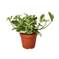 N'Joy Pothos — Variegated Houseplant