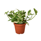 N'Joy Pothos — Variegated Houseplant live plant