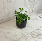Radermachera Sinica China Doll, 4" Plant