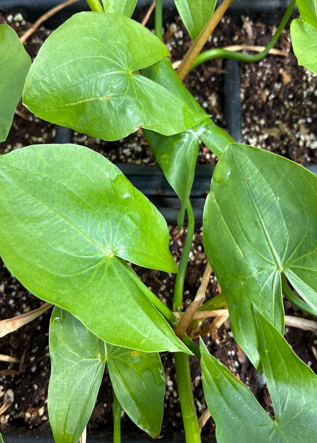 Duck Potato — Broadleaf Arrowhead (Sagittaria latifolia)