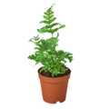 Autumn Fern — Copper New Growth