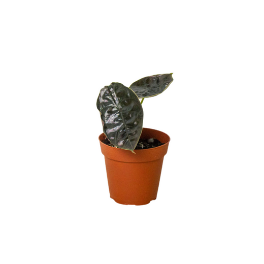 Alocasia 'Red Mambo' — 4-Inch Pot