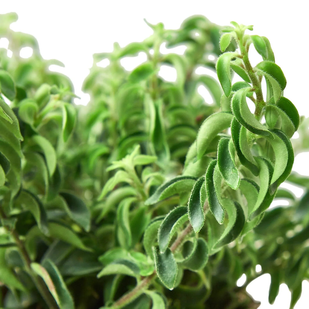 Curly Lipstick Plant — Trailing Flowering Houseplant live plant