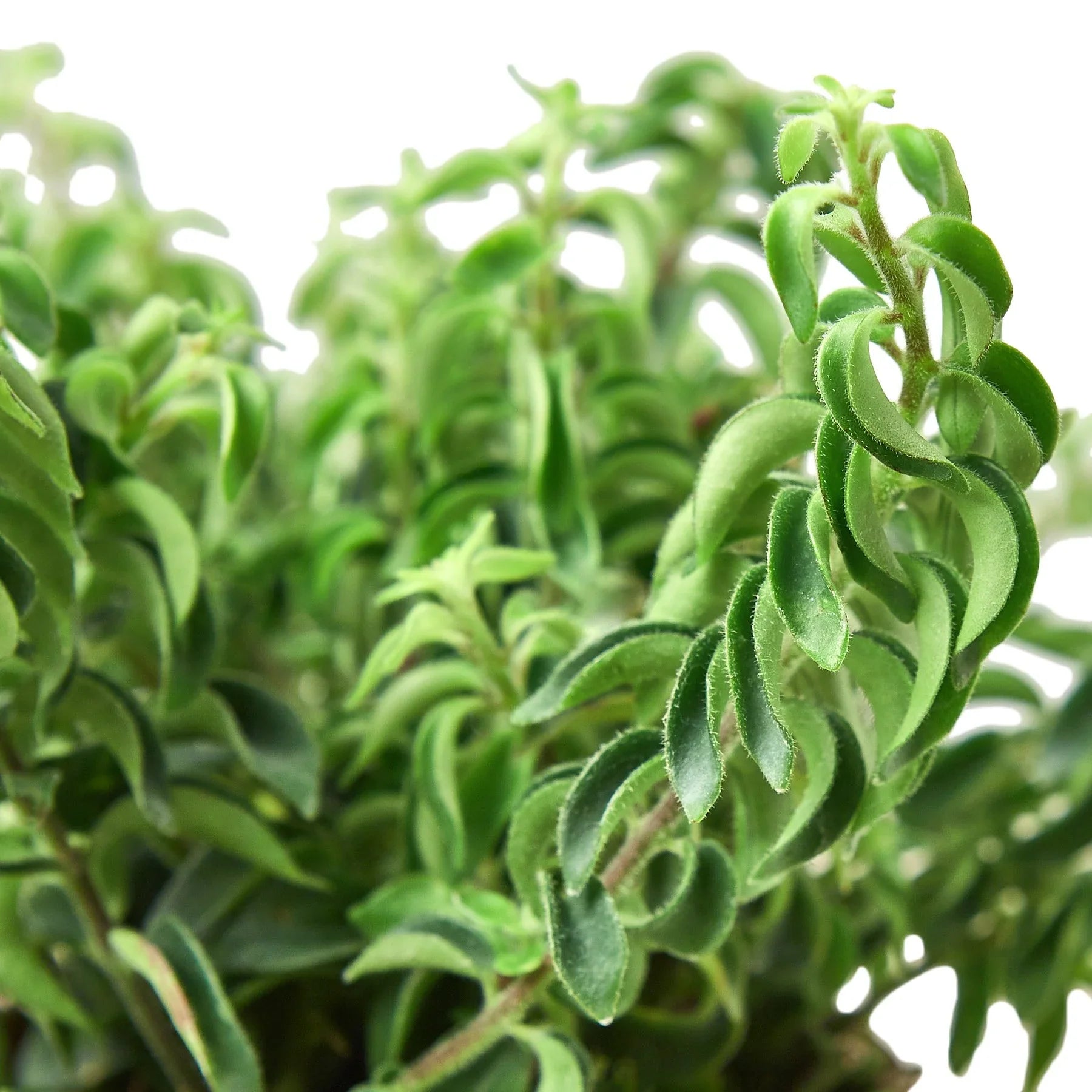 Curly Lipstick Plant — Trailing Flowering Houseplant live plant