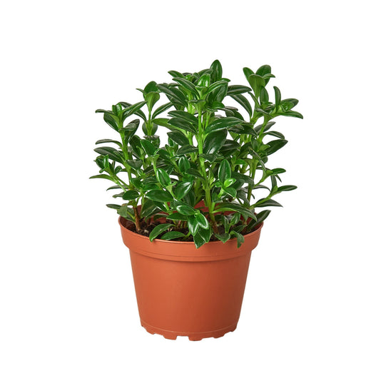 Nemetanthus Candy Corn Plant 'Brazilian Firecracker' — 4-Inch Pot