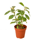Aluminum Plant — Pilea Cadierei live plant