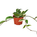 Hoya Carnosa 'Tricolor' — 4-Inch Pot