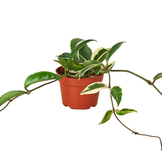 Hoya Carnosa 'Tricolor' — 4-Inch Pot