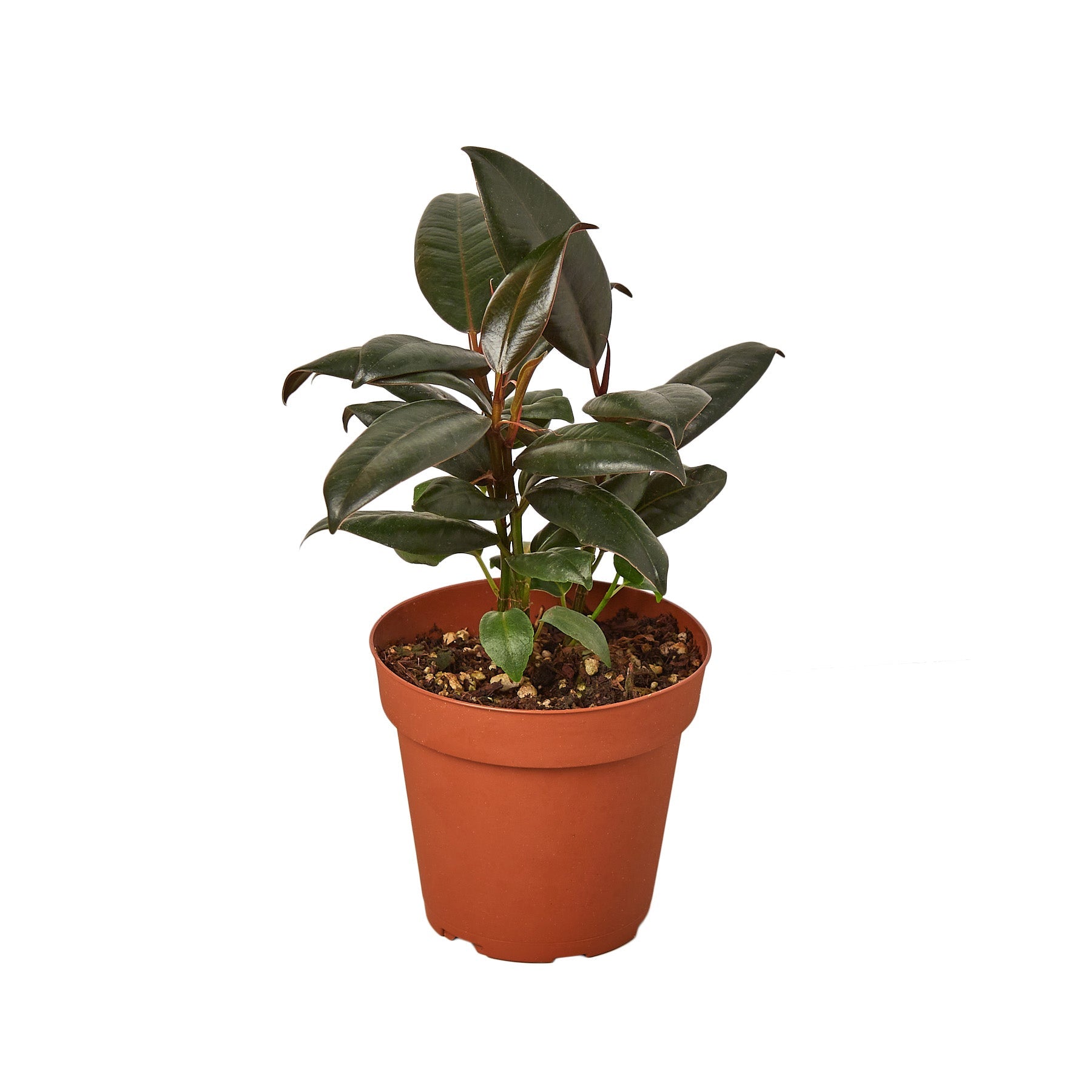 Burgundy Rubber Plant — Ficus Elastica live plant