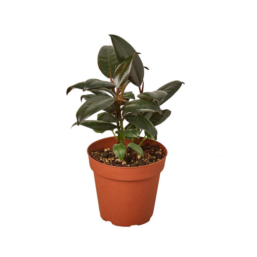 Burgundy Rubber Plant — Ficus Elastica