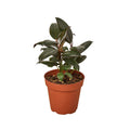 Ficus Elastica 'Burgundy' — 6-Inch Pot