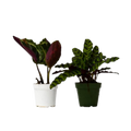 Calathea Plants Variety Pack in 4" Pots — 2-Plant Set