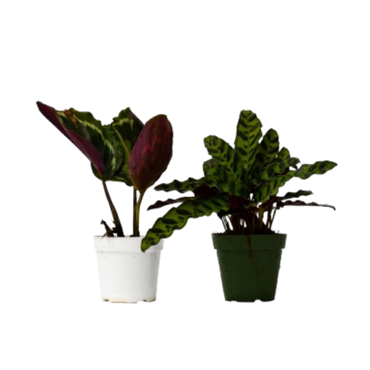 Calathea Plants Variety Pack in 4" Pots — 2-Plant Set