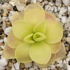 Pinguicula moranensis var. caudata x spec. Guatemala