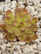 Pinguicula kondoi