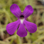 Pinguicula gypsicola x moctezumae