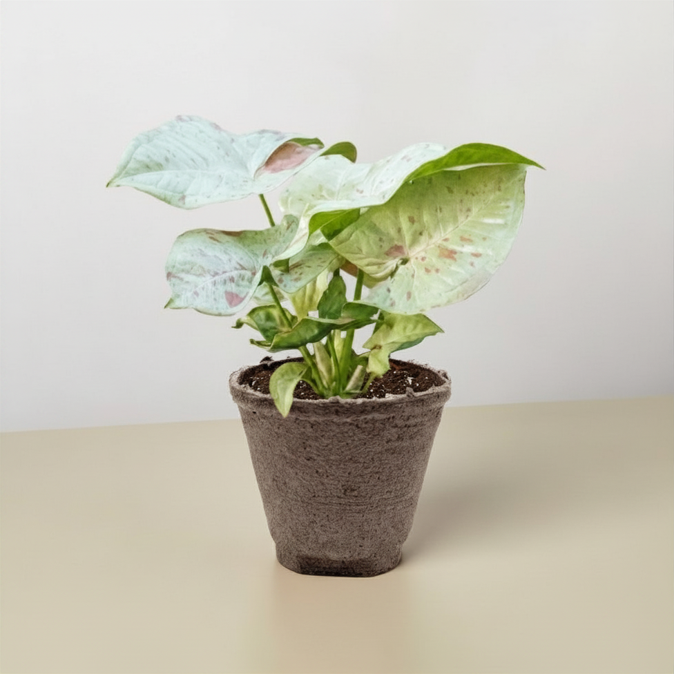 Milk Confetti Syngonium — Pink-Speckled Plant live plant