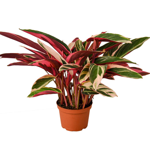 Stromanthe Triostar — 6-Inch Pot