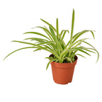 Reverse Spider Plant — Variegated Houseplant live plant