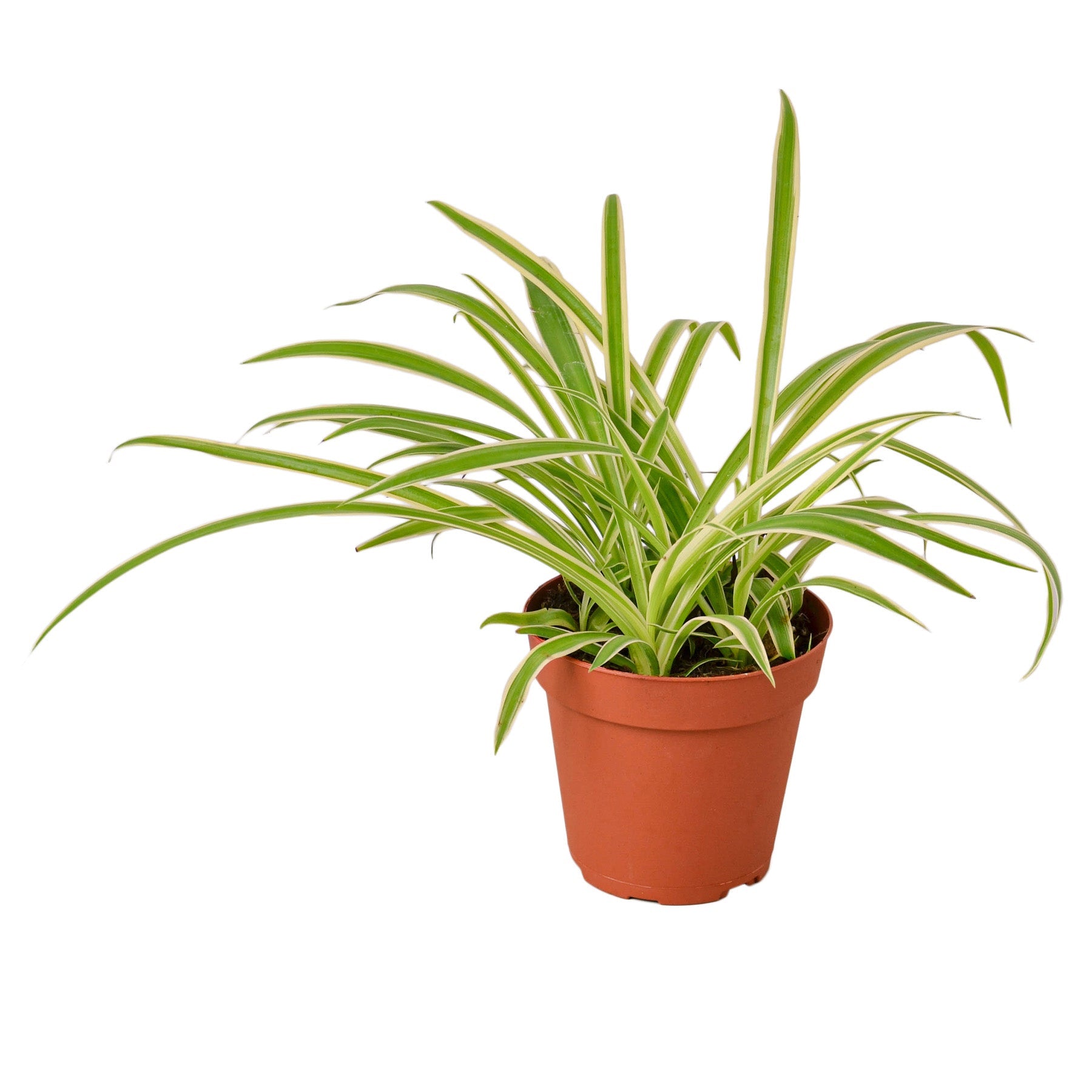 Reverse Spider Plant — Variegated Houseplant live plant