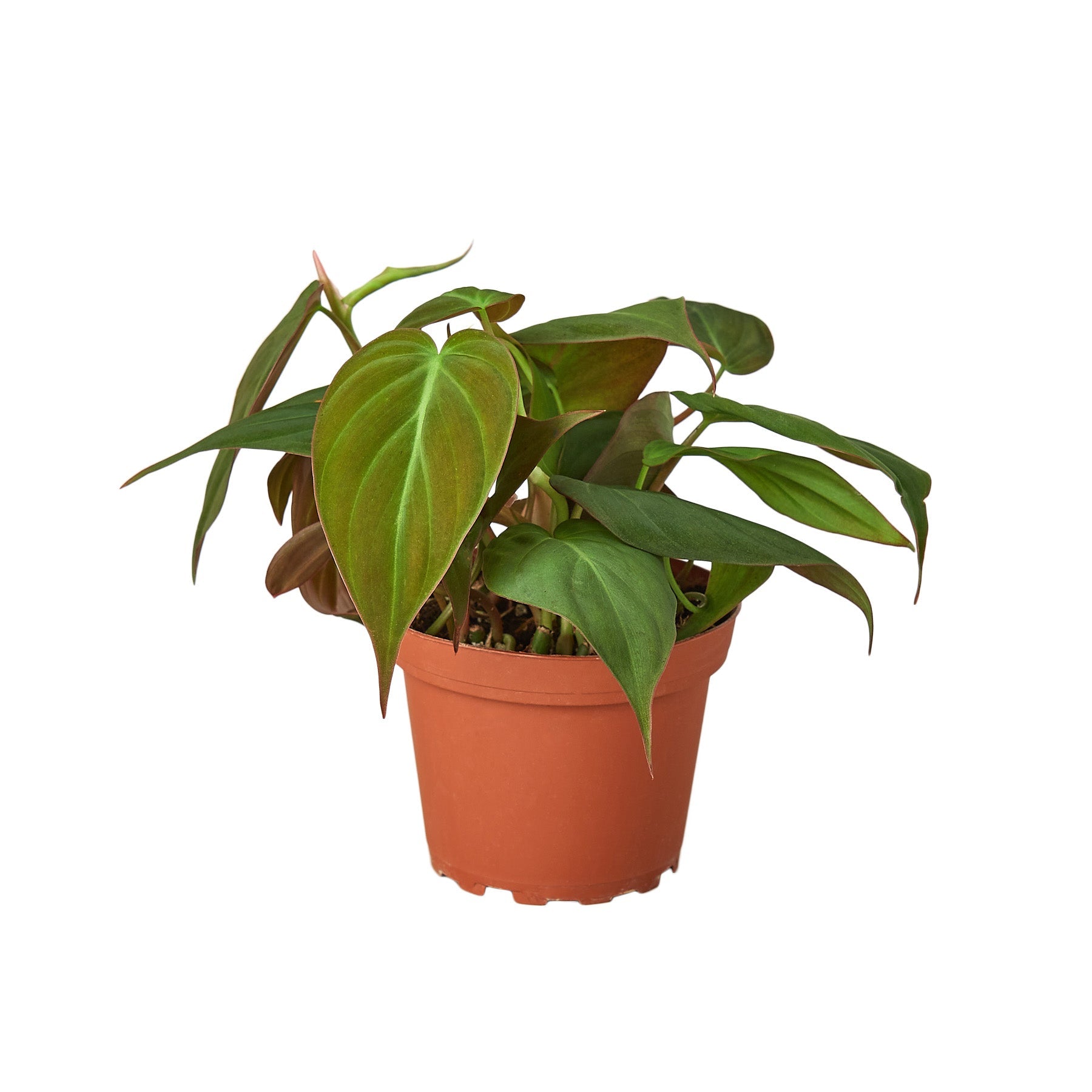 Velvet Philodendron — Trailing Houseplant live plant
