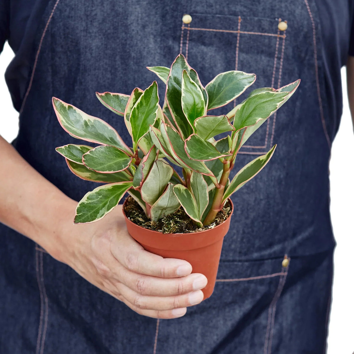 Ginny Peperomia — Tricolor Baby Rubber Plant live plant