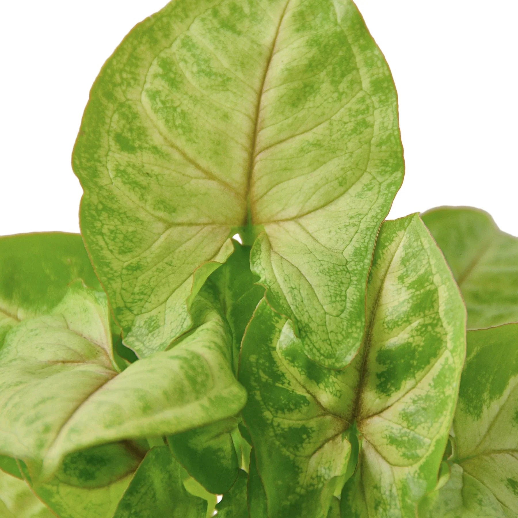 Golden Syngonium — Lime Arrowhead Plant live plant