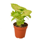 Golden Syngonium — Lime Arrowhead Plant live plant