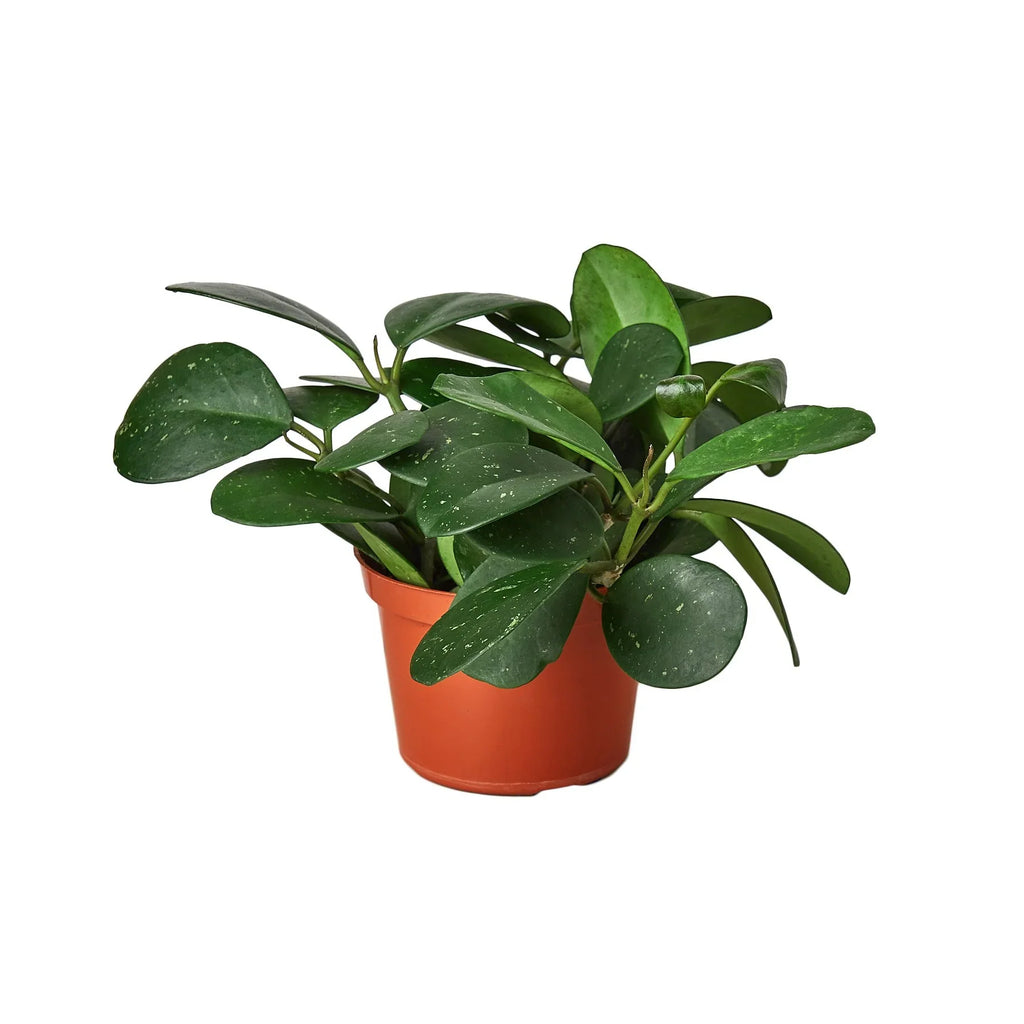 Hoya Obovata — Round-Leaf Wax Plant live plant