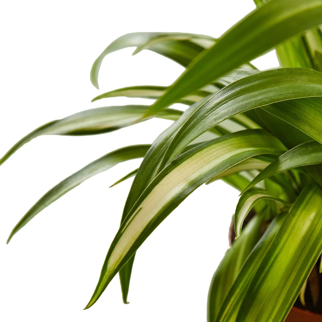 Hawaiian Spider Plant — Variegated Houseplant live plant