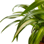 Hawaiian Spider Plant — Variegated Houseplant live plant