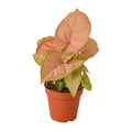 Strawberry Syngonium — Pink Arrowhead Plant
