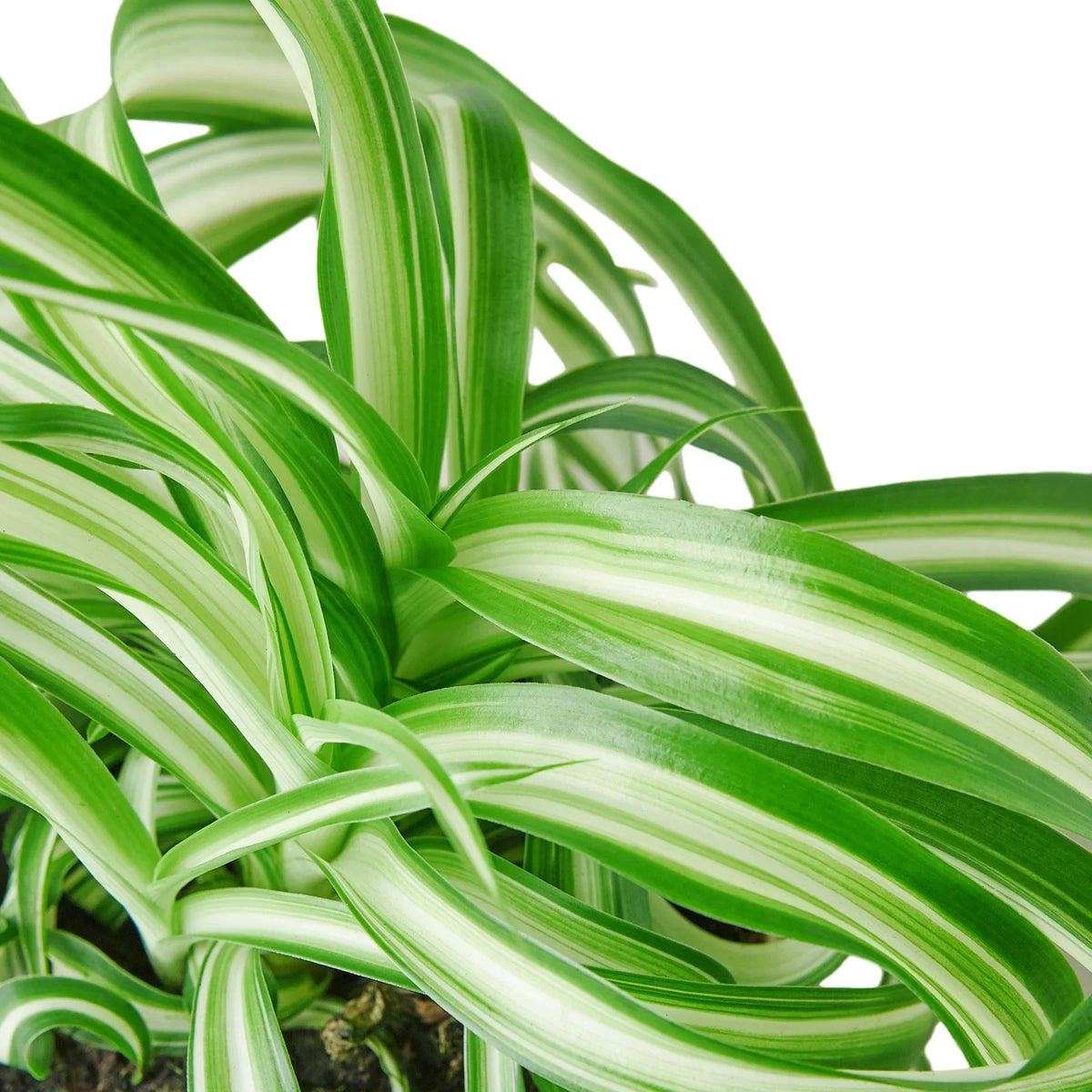 Bonnie Spider Plant — Curly Spider Plant live plant