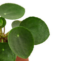 Pilea Peperomioides 'Chinese Money' — 6-Inch Pot