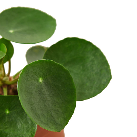 Pilea Peperomioides 'Chinese Money' — 6-Inch Pot