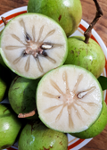 Green Caimito — Grafted Star Apple Tree