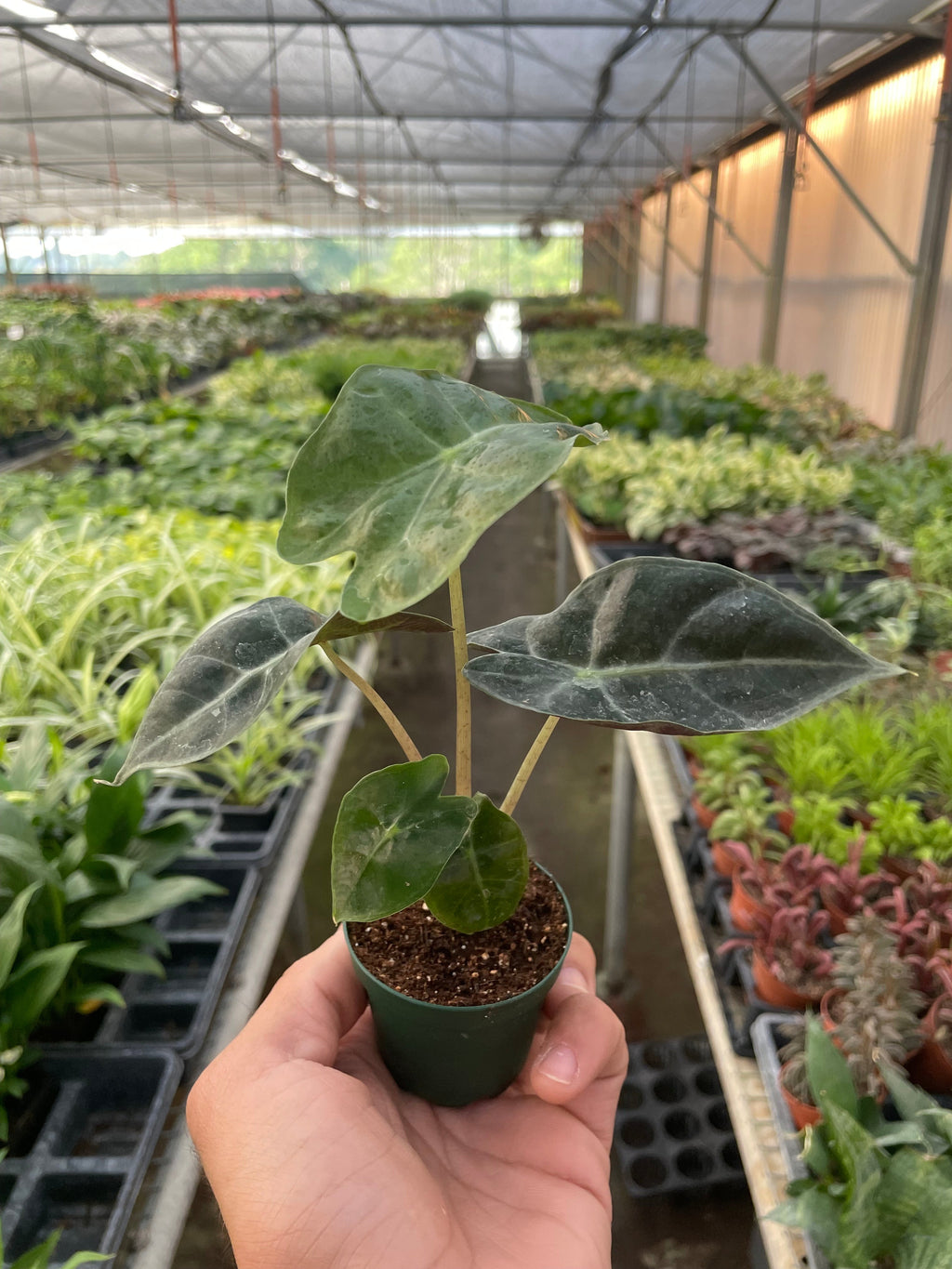 African Mask Alocasia — Alocasia Polly live plant