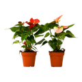 Anthurium Variety Pack — 4-Inch Pots — 2-Plant Set