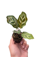 Calathea 'Makoyana'