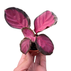 Calathea 'Purple Rose'