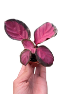 Calathea 'Purple Rose'