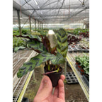 Rattlesnake Calathea — Patterned Prayer Plant live plant