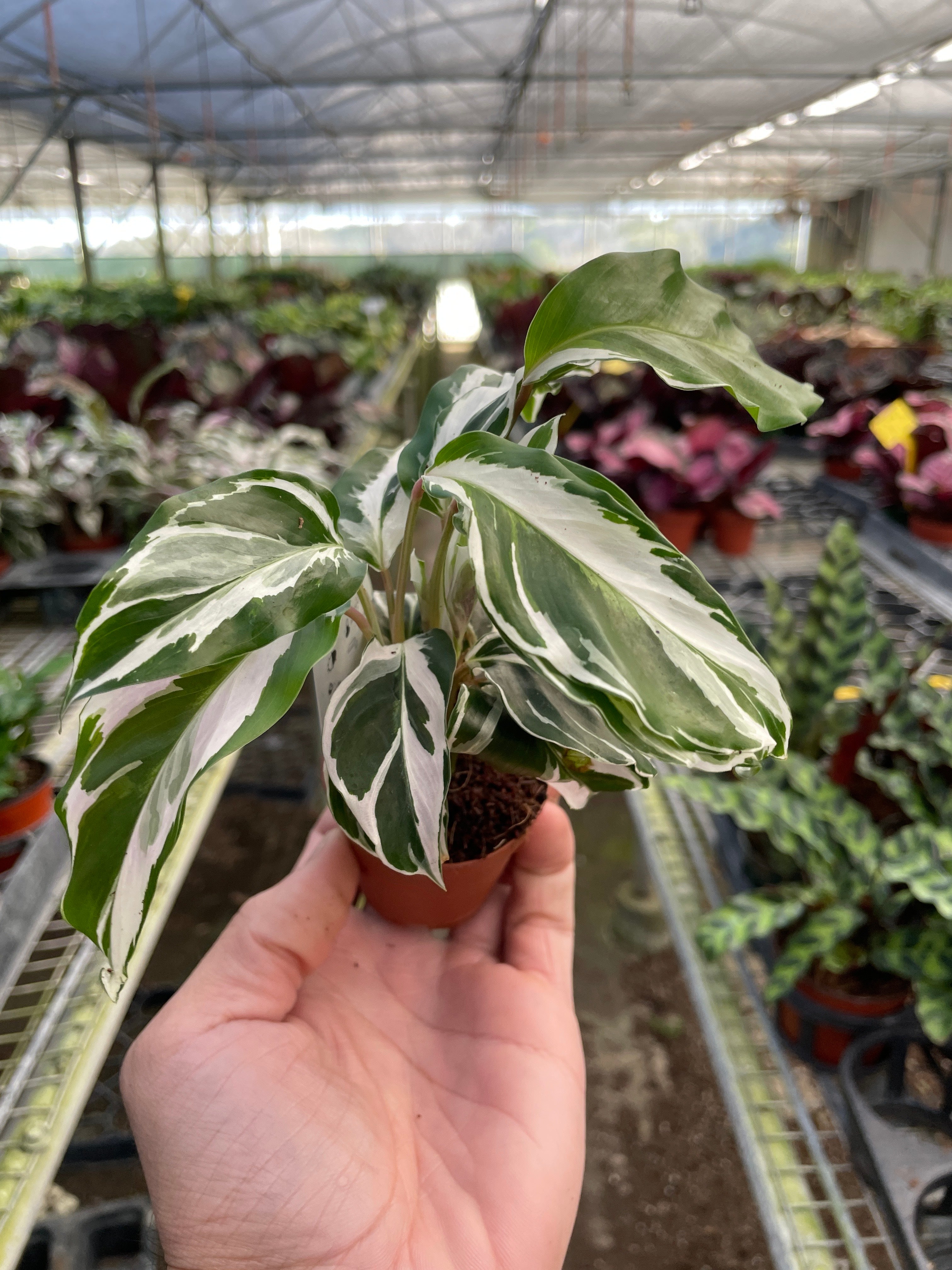 Calathea White Fusion — Variegated Prayer Plant live plant