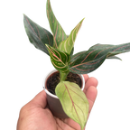 Chinese Evergreen 'Red Vein'