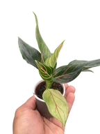 Chinese Evergreen 'Red Vein'